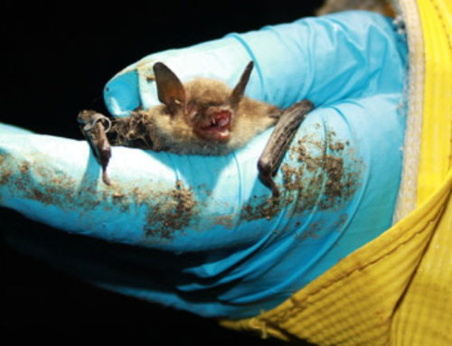 Bats and Rabies