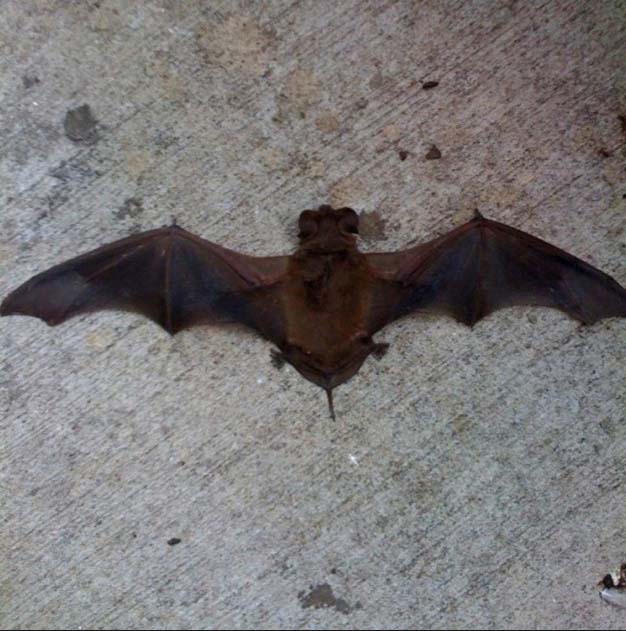 Photo of bat on ground