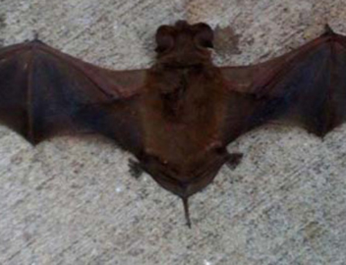 A Bat in the House Is NOT A Sign Of Death!