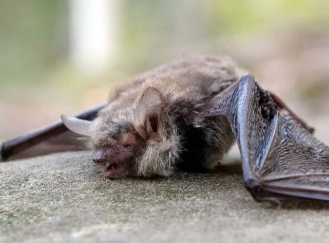 Dead Bat
