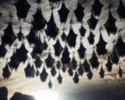 news-post-bat-colony