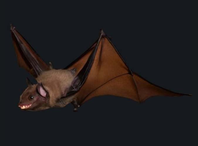 Brazilian Free Tailed Bat