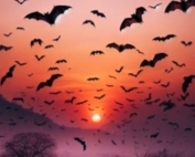 news-post-bat-migration