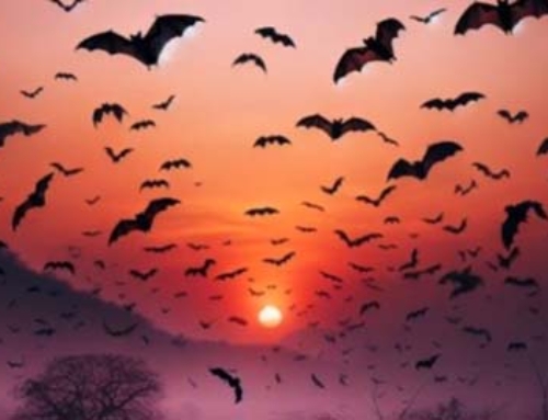 Do Bats Migrate?