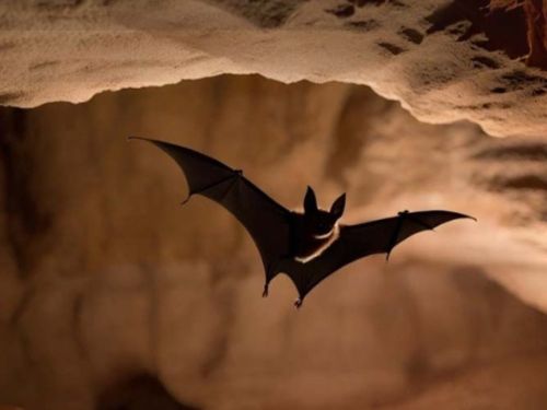Bat Flying In Cave