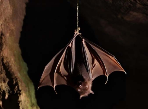Bat In Torpor