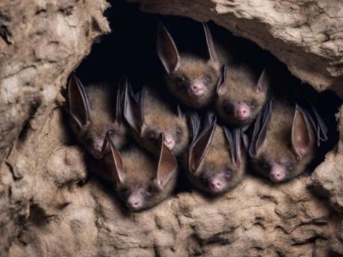 Bats Hibernating