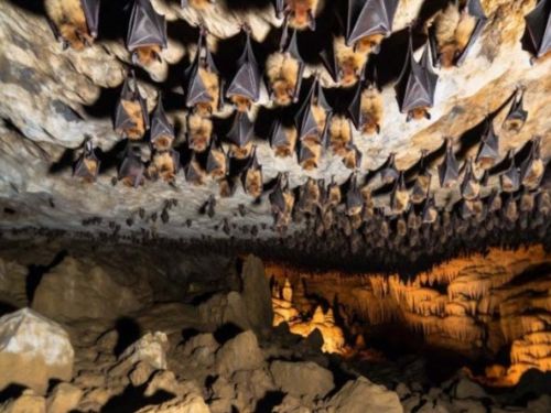 Bats In Cave