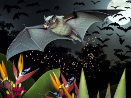 Bats In Transit