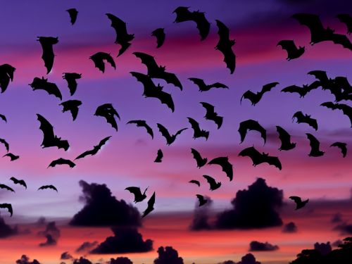 Bats Migrate