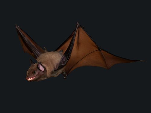 Brazilian Free Tailed Bat