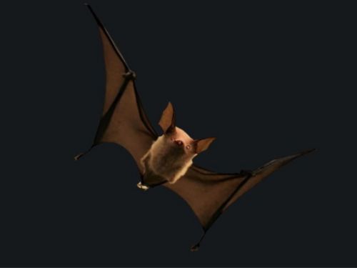 Protected Bat Species