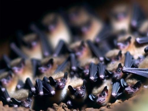 Young Bats