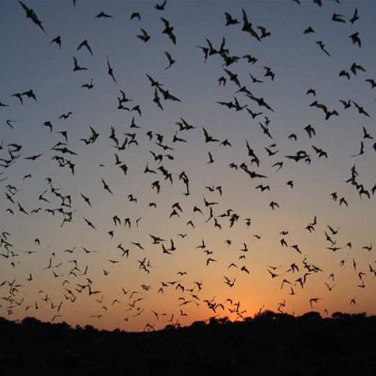 Bats Flying